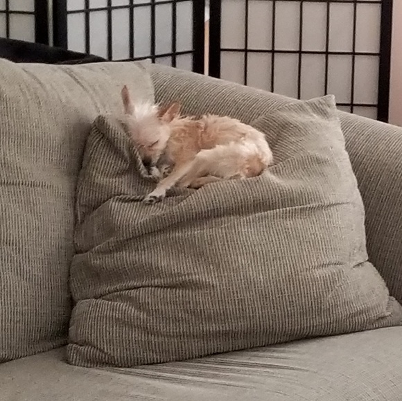 Meet your Posher, Destiny - Picture 2 of 4